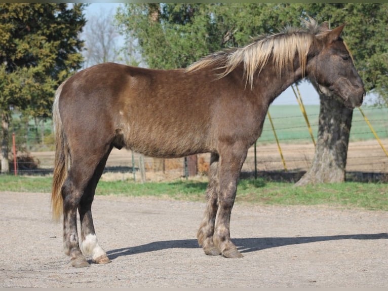 American Quarter Horse Castrone 4 Anni 140 cm Palomino in Sulphur Springs