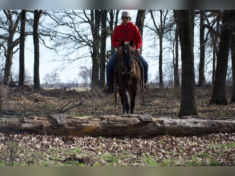 American Quarter Horse Castrone 4 Anni 140 cm Palomino in Sulphur Springs