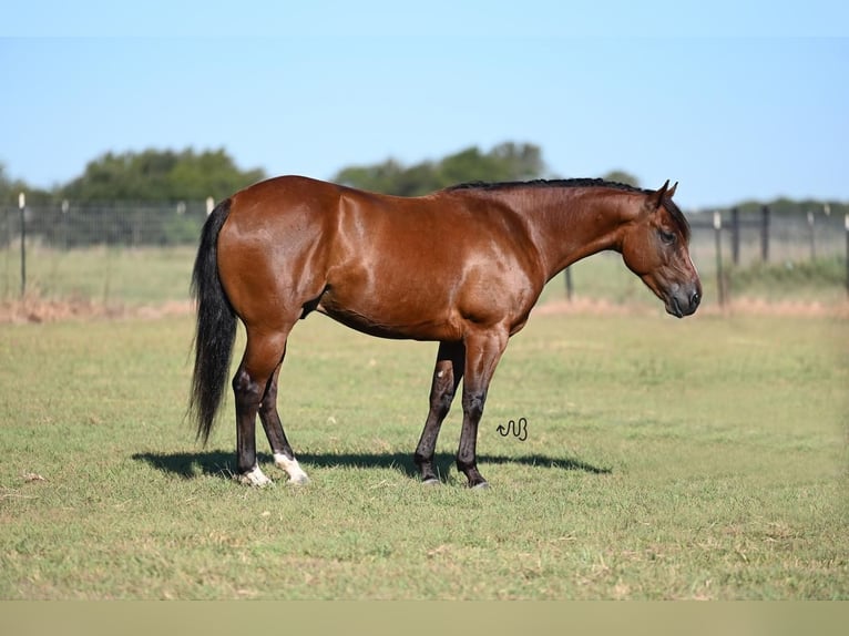 American Quarter Horse Castrone 4 Anni 142 cm Baio ciliegia in Cresson, TX