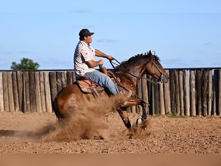 American Quarter Horse Castrone 4 Anni 142 cm Baio ciliegia in Cresson, TX