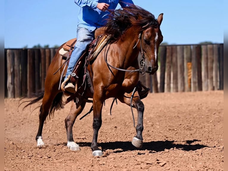 American Quarter Horse Castrone 4 Anni 142 cm Baio ciliegia in Cresson, TX