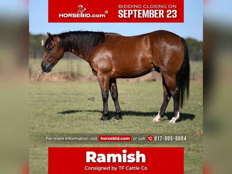 American Quarter Horse Castrone 4 Anni 142 cm Baio ciliegia in Cresson, TX