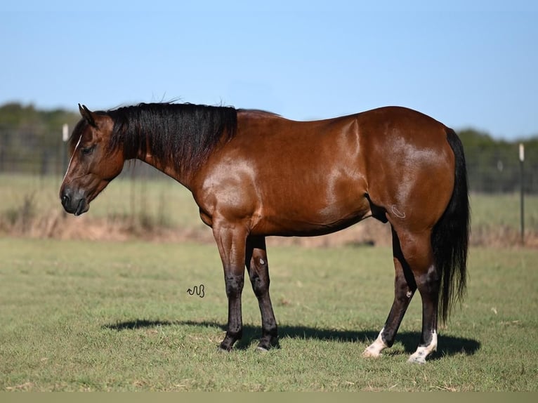 American Quarter Horse Castrone 4 Anni 142 cm Baio ciliegia in Cresson, TX