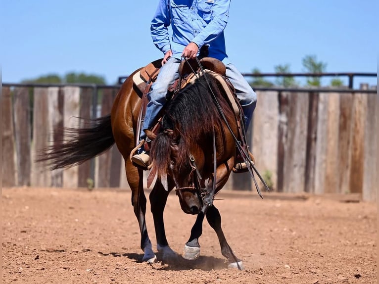 American Quarter Horse Castrone 4 Anni 142 cm Baio ciliegia in Cresson, TX