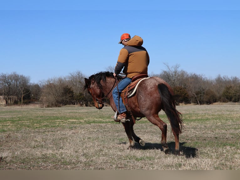 American Quarter Horse Castrone 4 Anni 142 cm Baio roano in Holdenville