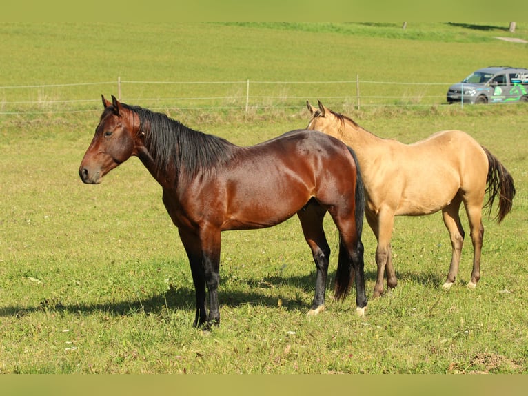 American Quarter Horse Castrone 4 Anni 142 cm  in Waldshut-Tiengen