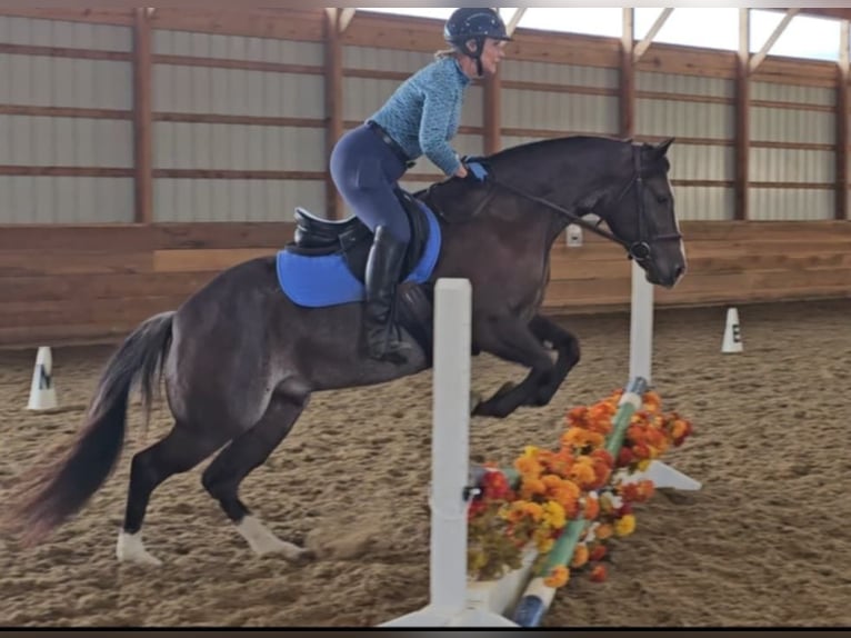 American Quarter Horse Castrone 4 Anni 142 cm Morello in Robards KY