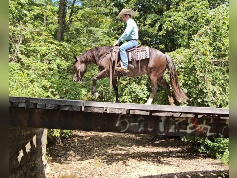 American Quarter Horse Castrone 4 Anni 142 cm Morello in Robards KY