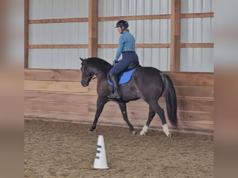 American Quarter Horse Castrone 4 Anni 142 cm Morello in Robards KY