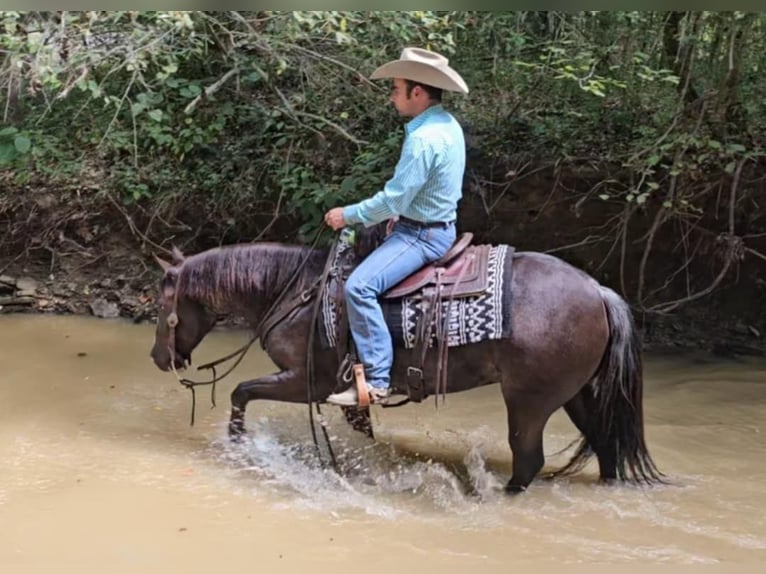 American Quarter Horse Castrone 4 Anni 142 cm Morello in Robards KY