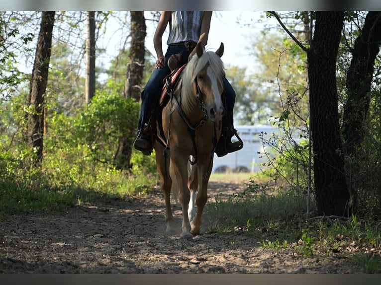American Quarter Horse Castrone 4 Anni 142 cm Palomino in Stephenville