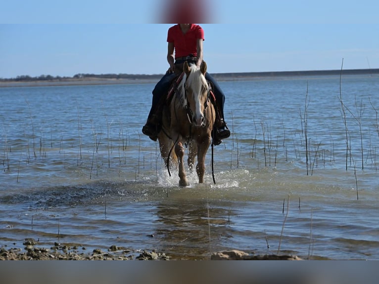 American Quarter Horse Castrone 4 Anni 142 cm Palomino in Stephenville