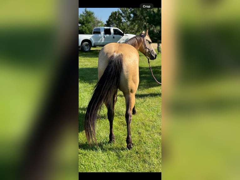 American Quarter Horse Castrone 4 Anni 142 cm Pelle di daino in Brooklyn NY