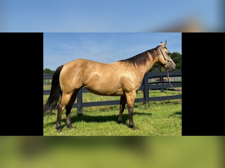 American Quarter Horse Castrone 4 Anni 142 cm Pelle di daino in Brooklyn NY