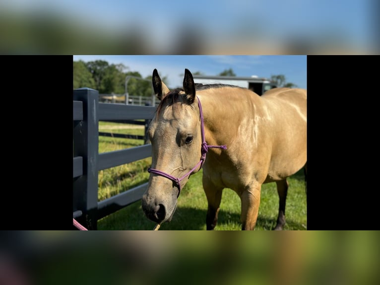 American Quarter Horse Castrone 4 Anni 142 cm Pelle di daino in Brooklyn NY