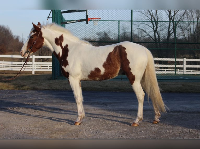 American Quarter Horse Castrone 4 Anni 142 cm Pezzato in Wadesville