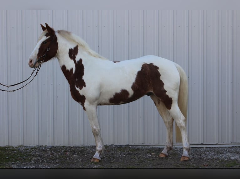 American Quarter Horse Castrone 4 Anni 142 cm Pezzato in Wadesville