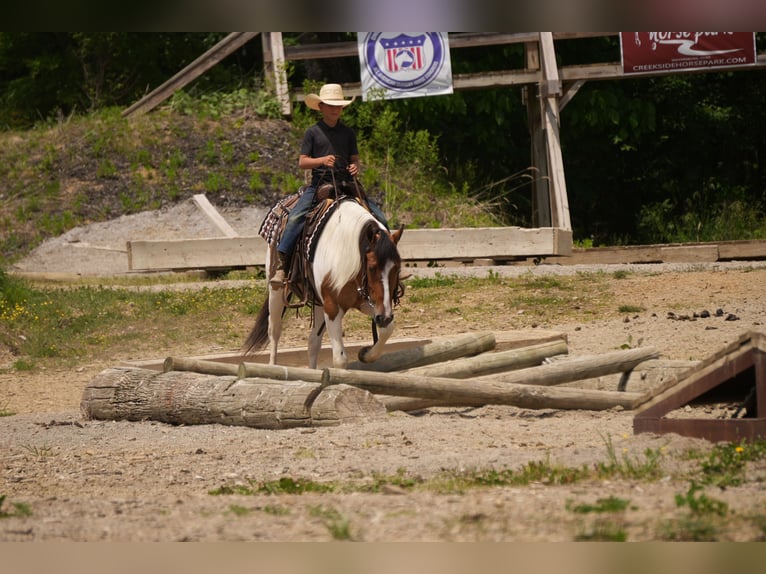 American Quarter Horse Mix Castrone 4 Anni 142 cm Pezzato in Baltic