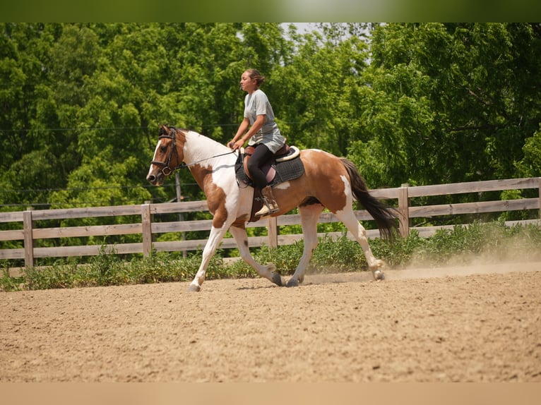 American Quarter Horse Mix Castrone 4 Anni 142 cm Pezzato in Baltic