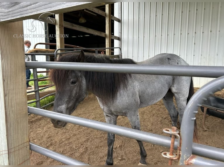 American Quarter Horse Castrone 4 Anni 142 cm Roano blu in Sebree,KY