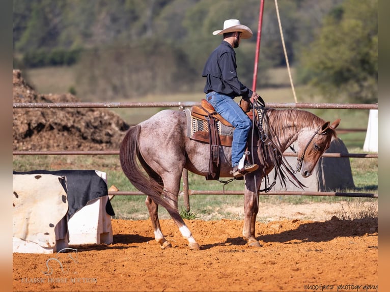 American Quarter Horse Castrone 4 Anni 142 cm Roano rosso in Greensburg, KY