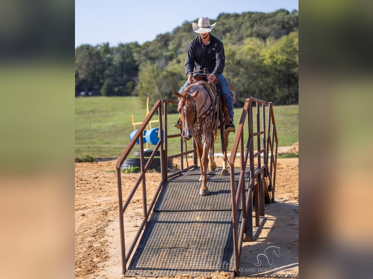 American Quarter Horse Castrone 4 Anni 142 cm Roano rosso in Greensburg, KY