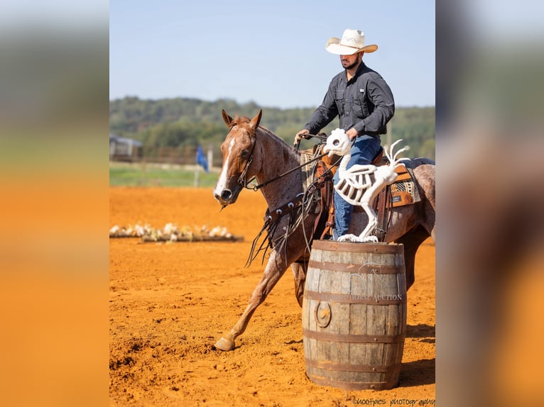 American Quarter Horse Castrone 4 Anni 142 cm Roano rosso in Greensburg, KY