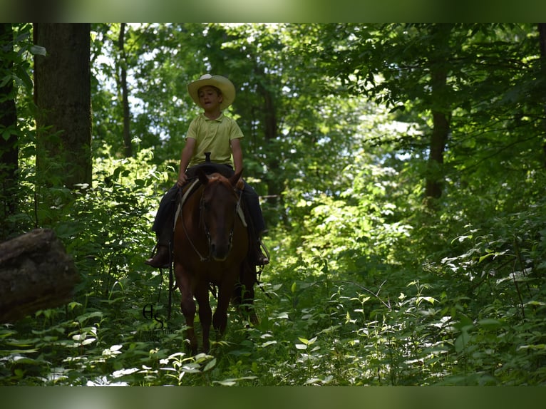American Quarter Horse Castrone 4 Anni 142 cm Sauro ciliegia in Baltic, OH