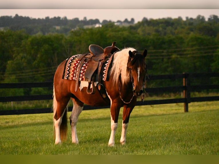 American Quarter Horse Castrone 4 Anni 142 cm Tobiano-tutti i colori in Frenso OH