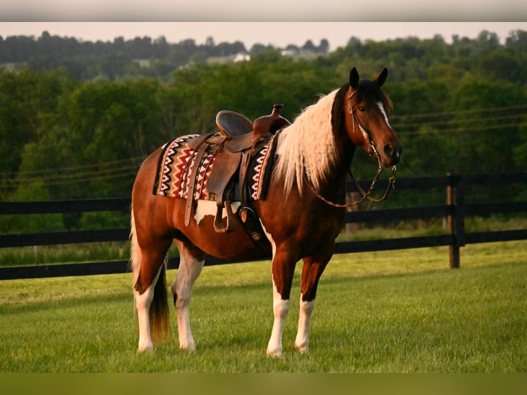 American Quarter Horse Castrone 4 Anni 142 cm Tobiano-tutti i colori in Frenso OH