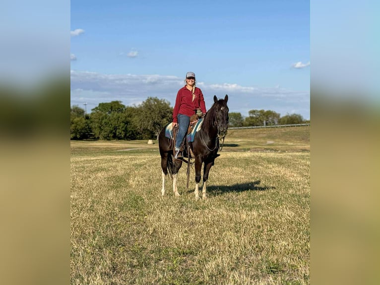 American Quarter Horse Castrone 4 Anni 142 cm Tobiano-tutti i colori in Poolville TX