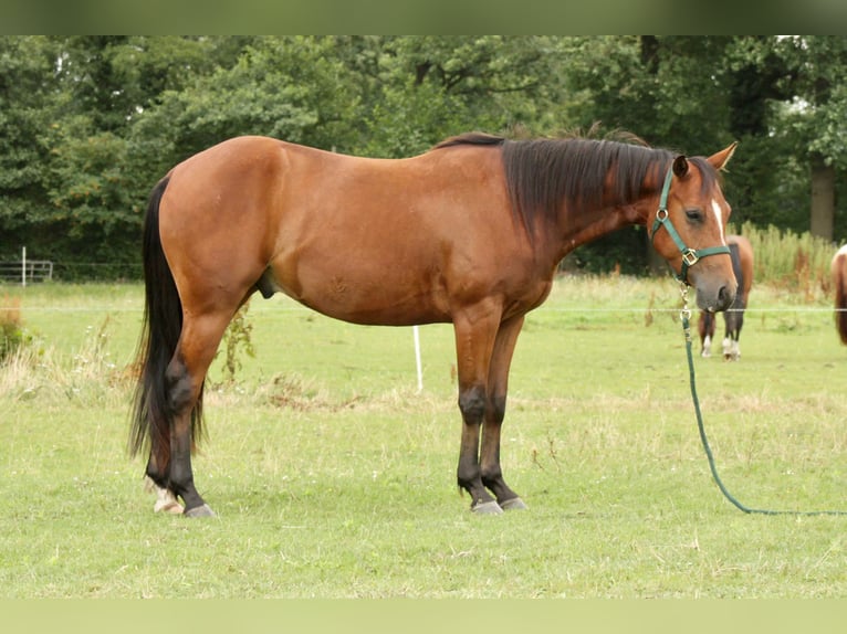 American Quarter Horse Castrone 4 Anni 145 cm Baio in Axstedt