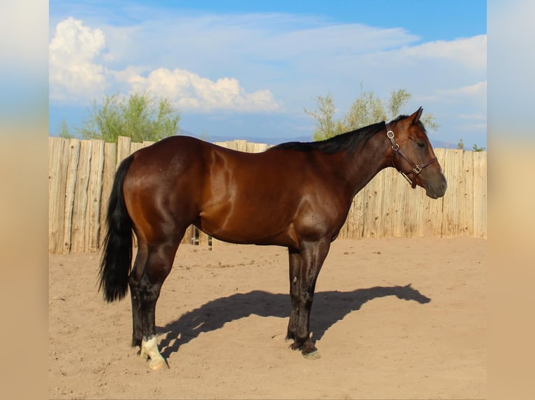 American Quarter Horse Castrone 4 Anni 145 cm Baio ciliegia in Scottsdale AZ