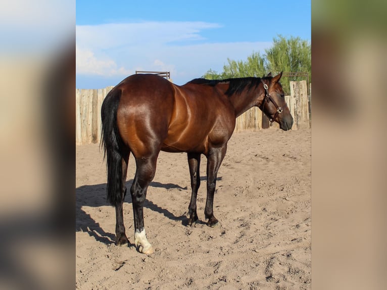 American Quarter Horse Castrone 4 Anni 145 cm Baio ciliegia in Scottsdale AZ