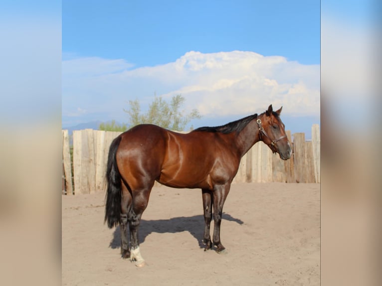 American Quarter Horse Castrone 4 Anni 145 cm Baio ciliegia in Scottsdale AZ