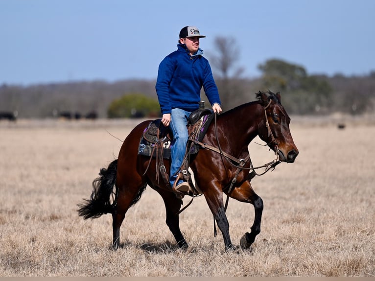 American Quarter Horse Castrone 4 Anni 145 cm Baio ciliegia in Waco