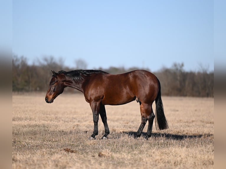 American Quarter Horse Castrone 4 Anni 145 cm Baio ciliegia in Waco
