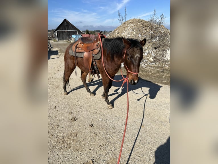 American Quarter Horse Castrone 4 Anni 145 cm Baio in Großweißenbach