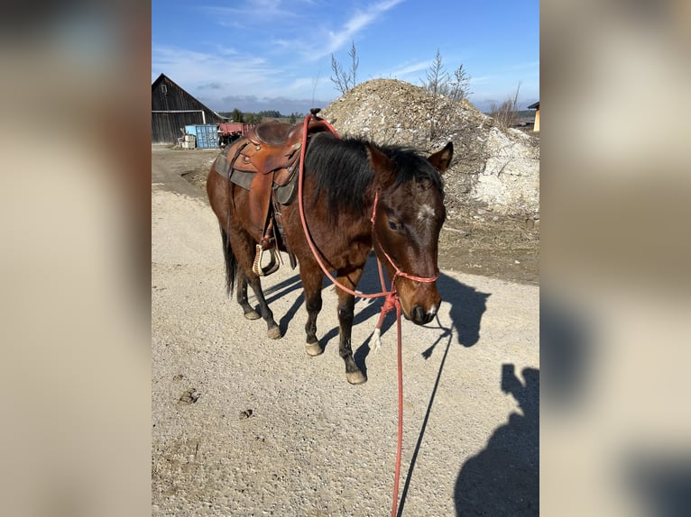 American Quarter Horse Castrone 4 Anni 145 cm Baio in Großweißenbach