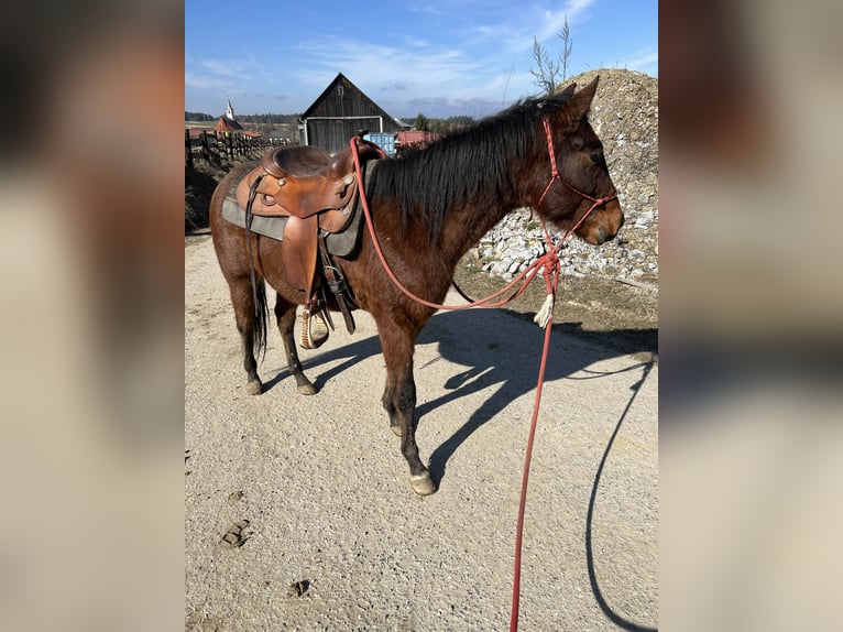 American Quarter Horse Castrone 4 Anni 145 cm Baio in Großweißenbach