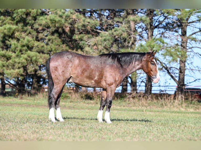 American Quarter Horse Mix Castrone 4 Anni 145 cm Baio roano in Canistota