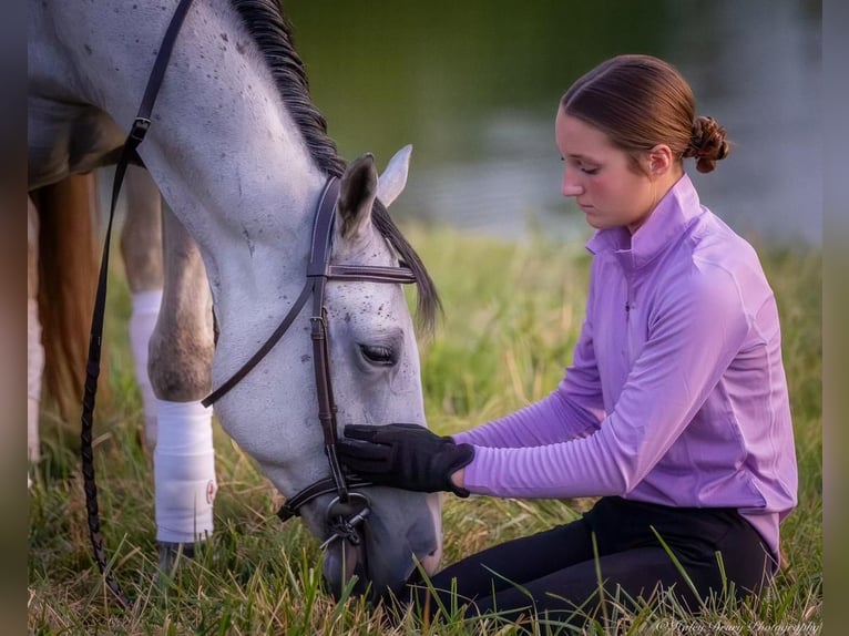 American Quarter Horse Castrone 4 Anni 145 cm Grigio in Elkton, KY