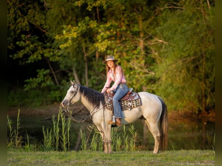 American Quarter Horse Castrone 4 Anni 145 cm Grigio in Elkton, KY