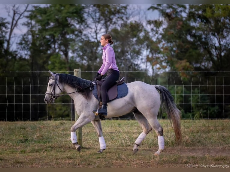 American Quarter Horse Castrone 4 Anni 145 cm Grigio in Elkton, KY