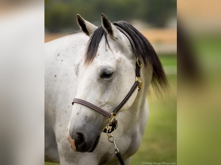 American Quarter Horse Castrone 4 Anni 145 cm Grigio in Elkton, KY