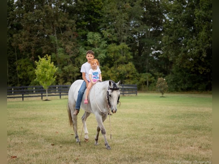 American Quarter Horse Castrone 4 Anni 145 cm Grigio in Elkton, KY