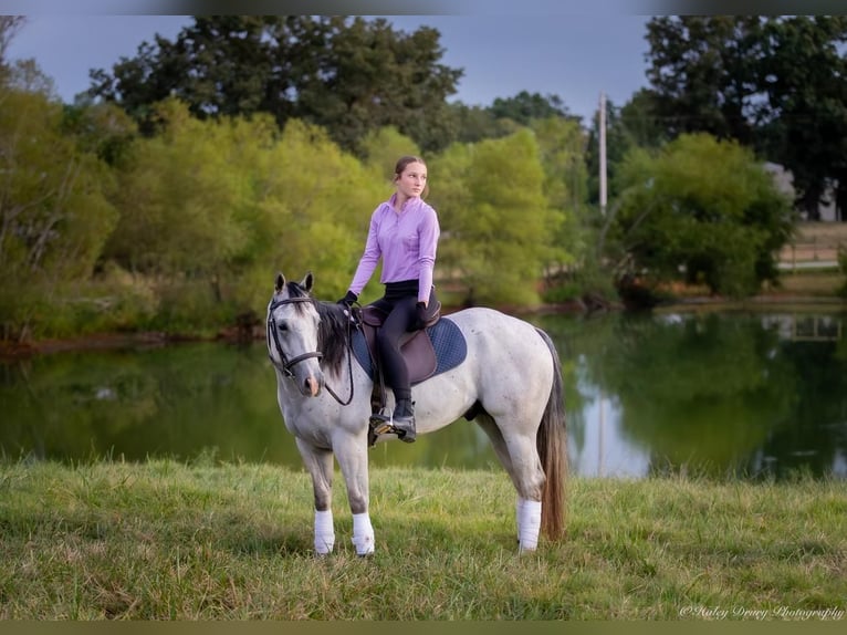 American Quarter Horse Castrone 4 Anni 145 cm Grigio in Elkton, KY