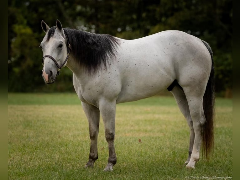 American Quarter Horse Castrone 4 Anni 145 cm Grigio in Elkton, KY