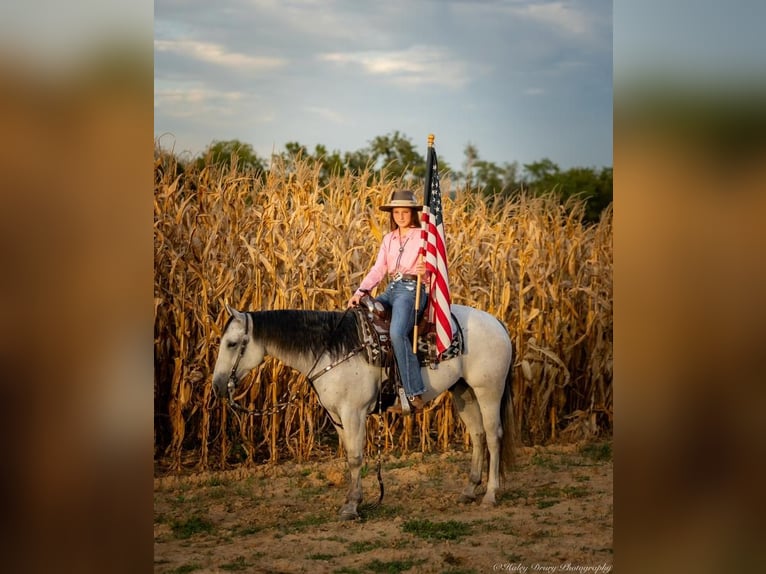 American Quarter Horse Castrone 4 Anni 145 cm Grigio in Elkton, KY