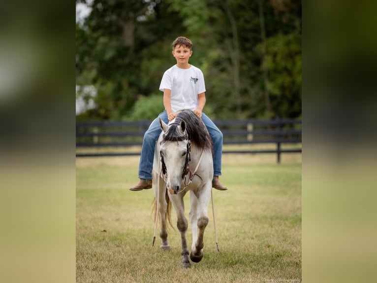 American Quarter Horse Castrone 4 Anni 145 cm Grigio in Elkton, KY